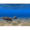 Скриншот к программе Dolphin Aqua Life 3D Scrensaver 3.0.3